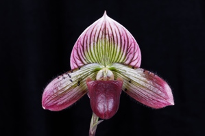 Paphiopedilum Magical Peacock Reo Flame AM/AOS 85 pts.